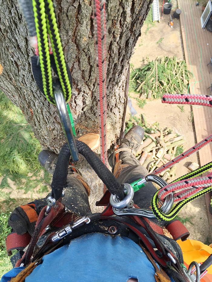 Team at Cut Above Tree Management